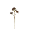 Fogliame Skimmia di piccolo formato