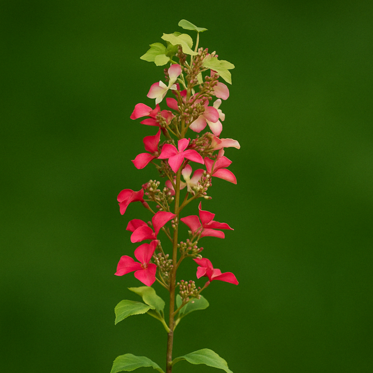 Tallo de hortensia