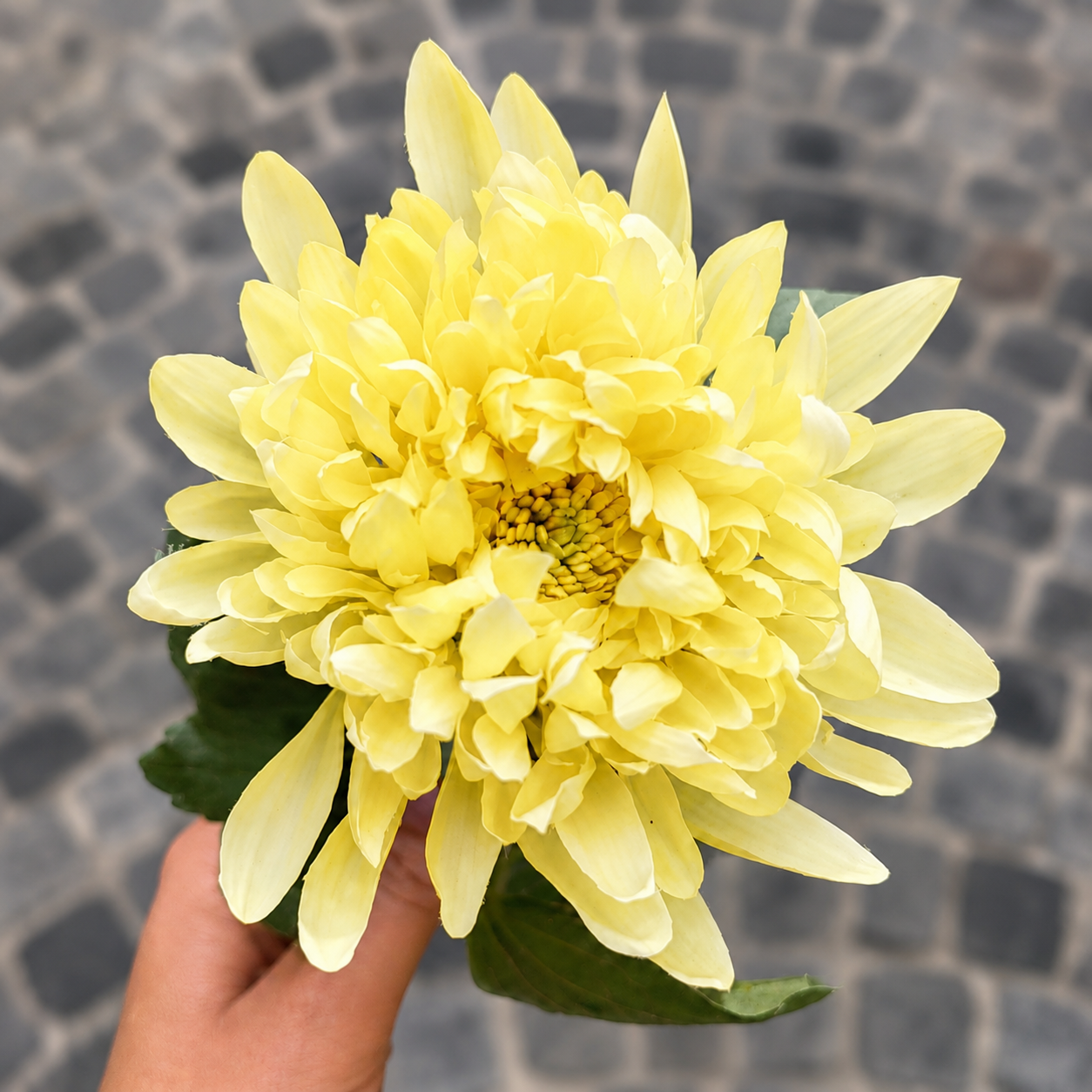 Tige de Chrysanthème Mum