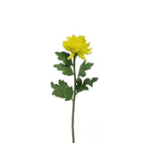 Mum Chrysanthemum Stem