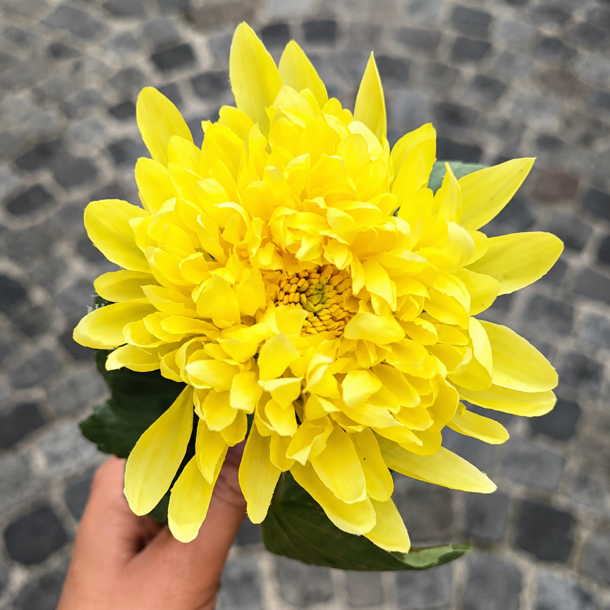 Tige de Chrysanthème Mum
