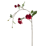 Drooping Stem of Roses