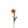 Tige de Tulipe double