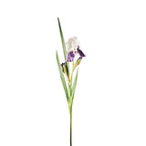 Iris Stem