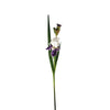 Tige d'Iris