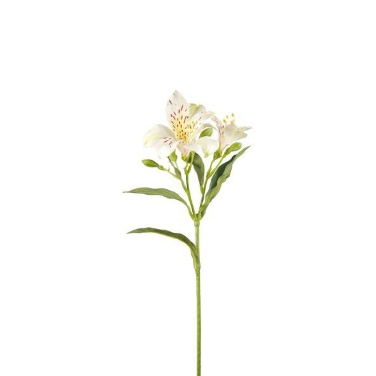 Tallo de Alstroemeria