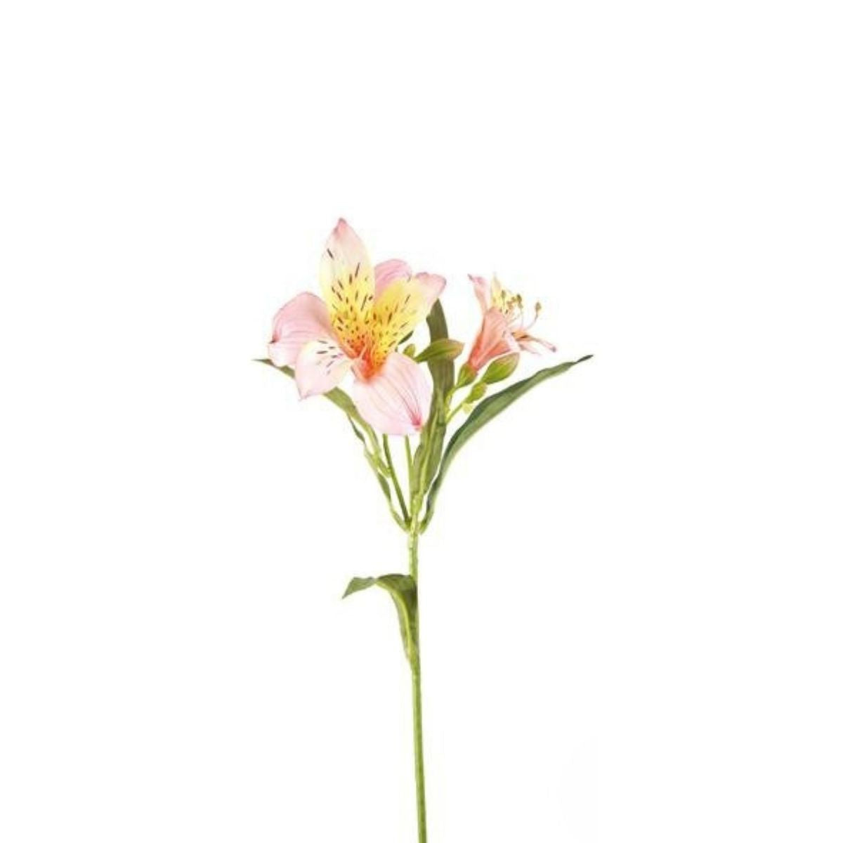 Tallo de Alstroemeria