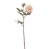 Dahlia Waterlily Stem