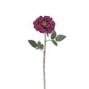 Rosa Sophie a stelo aperto
