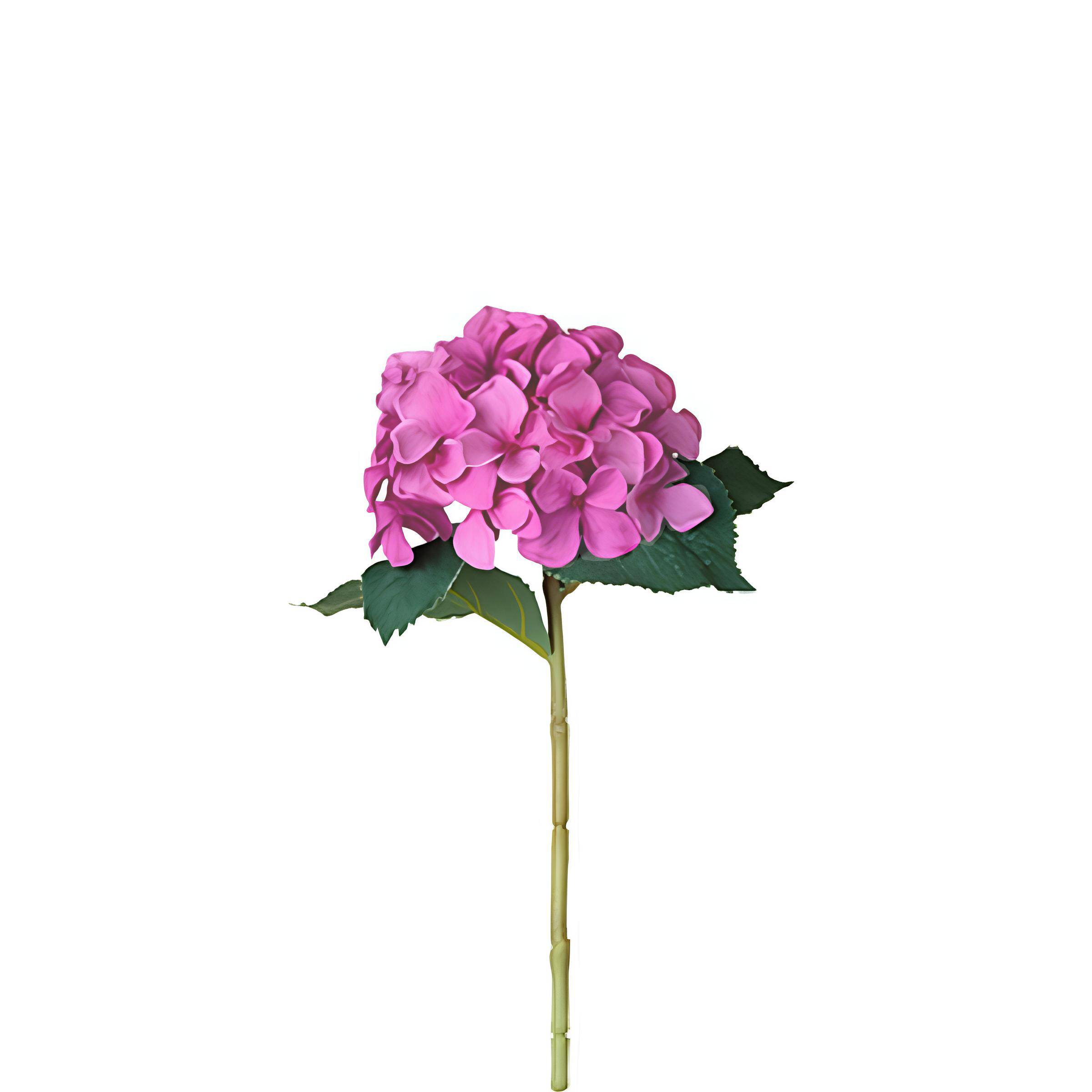 Tallo de hortensia