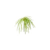 Feuillage d'herbes à piquer