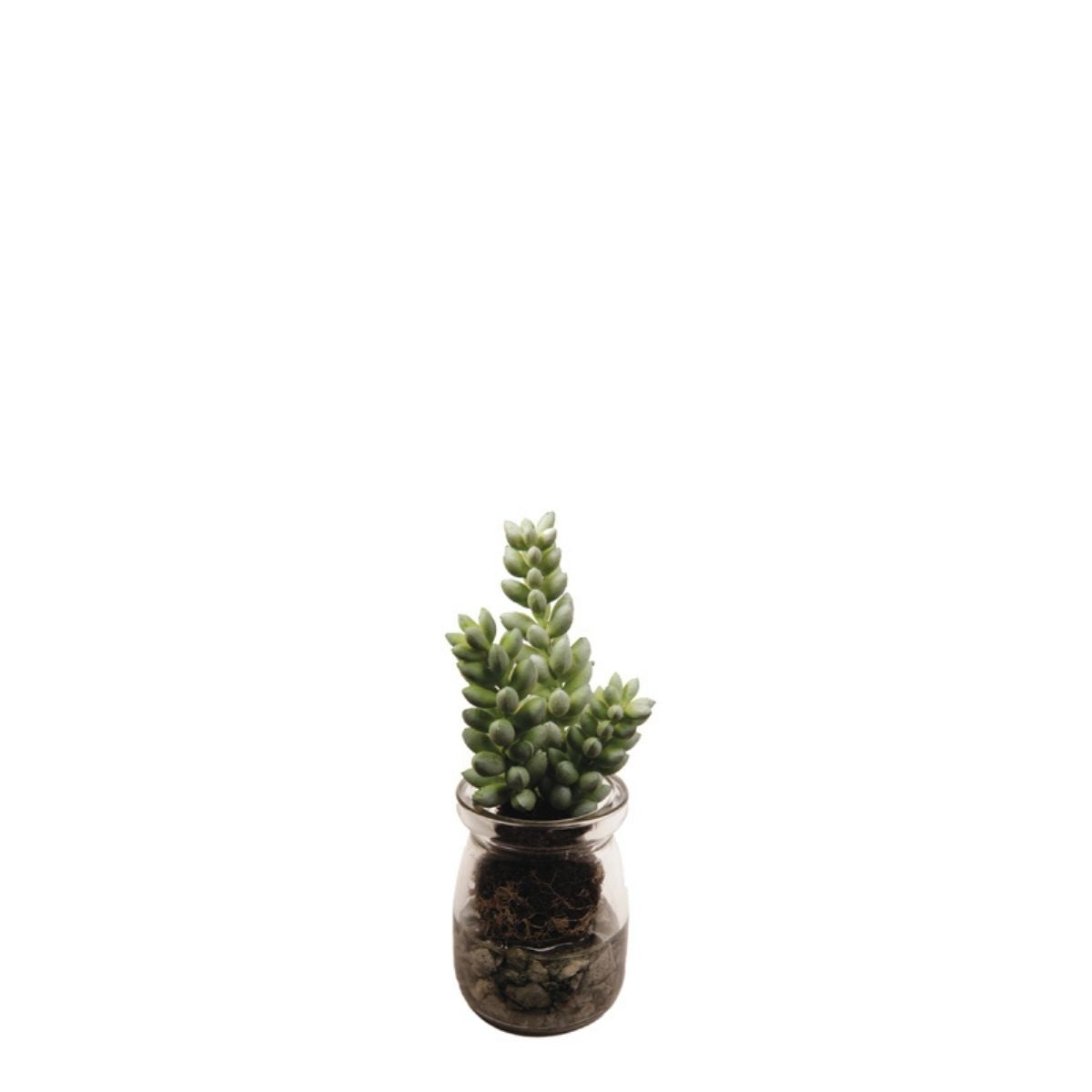 Sedum succulento in vaso