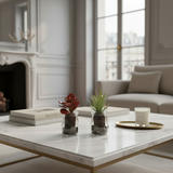 p:
Potted Aloe Vera Succulent