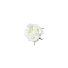 Rose stem for inserting into moss