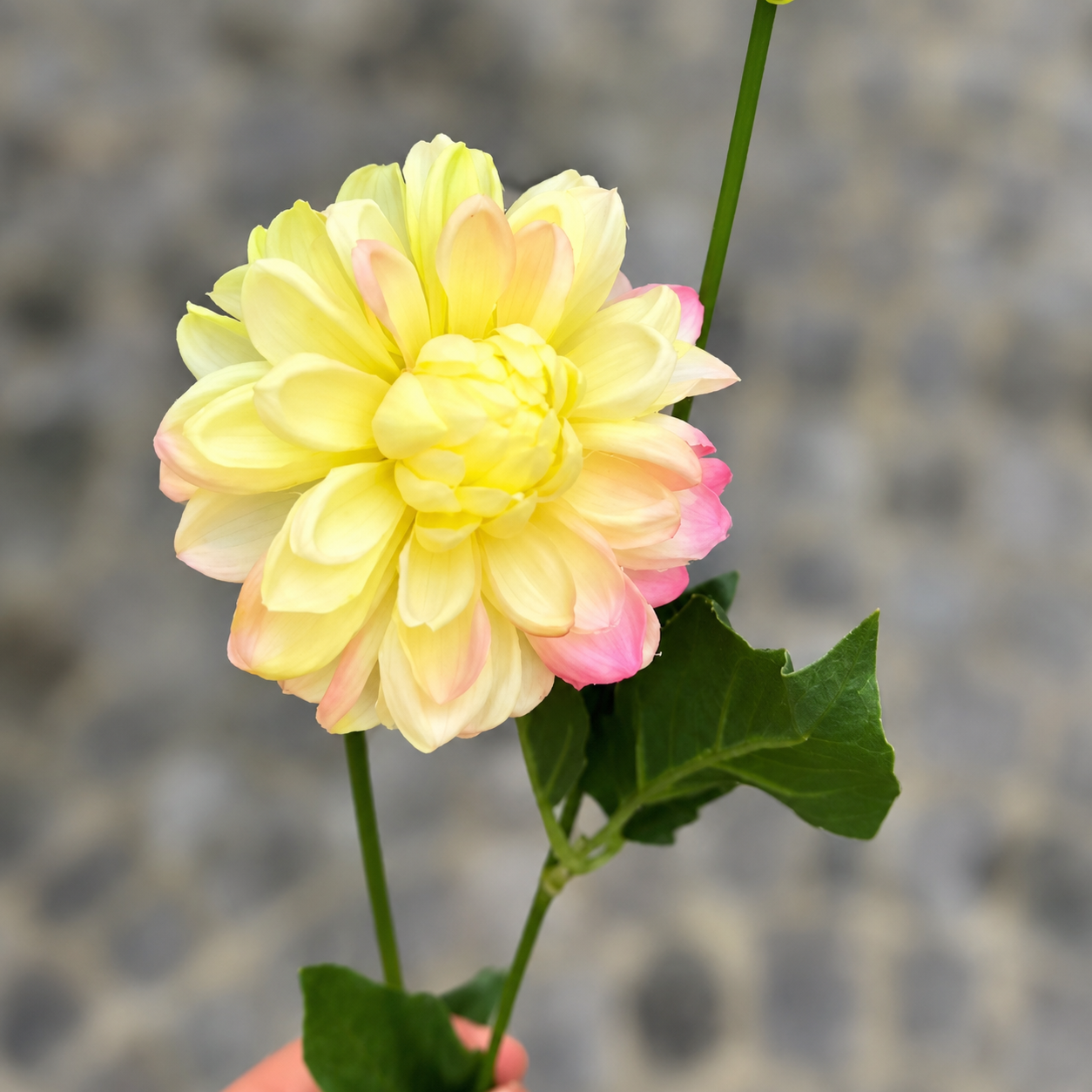Tige de Dahlia avec bourgeon