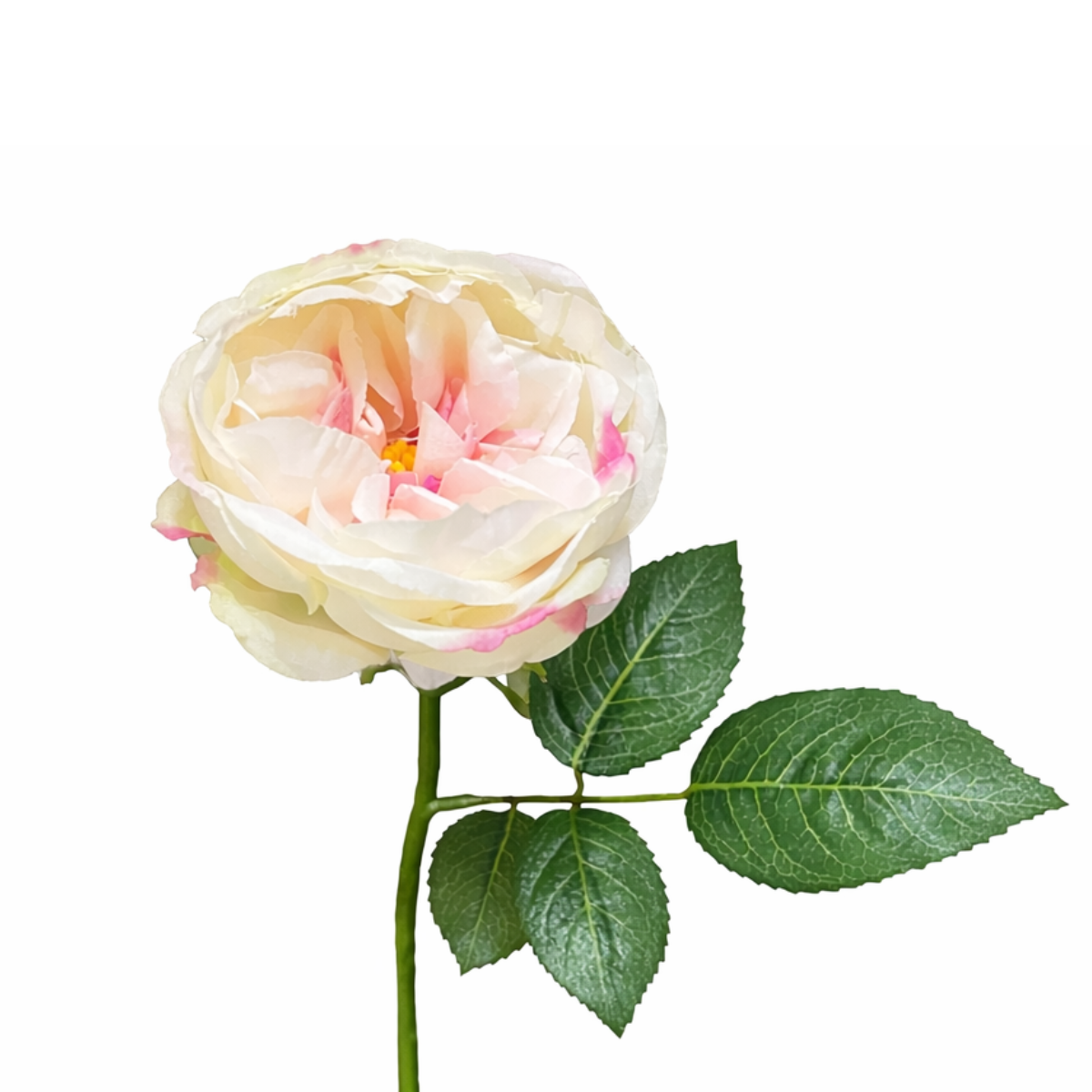 Stelo di rosa impermeabile Maria aperto