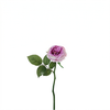 Stelo di rosa impermeabile Maria aperto