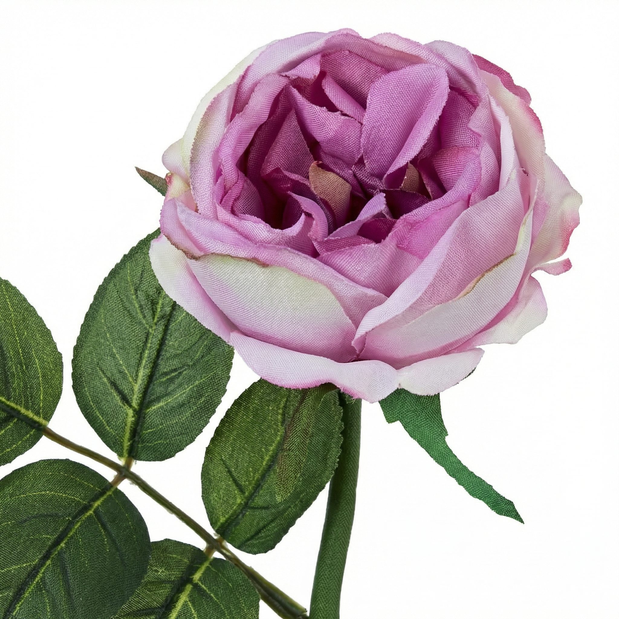 Stelo di rosa impermeabile Maria aperto