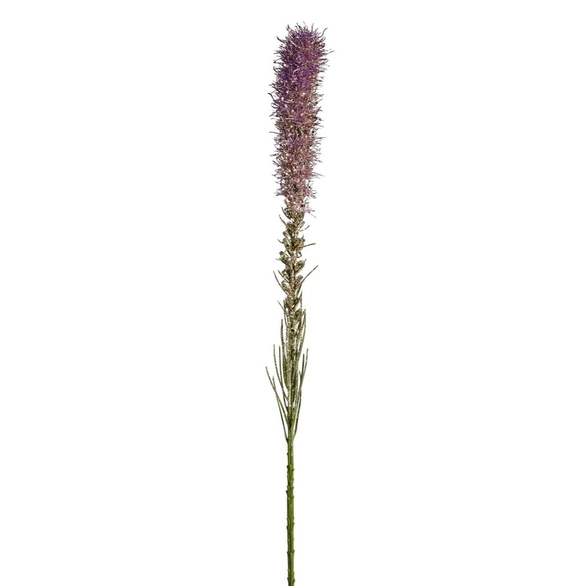 Tallo de Liatris