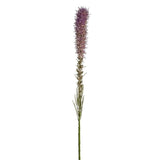 Liatris stelo punteggiato