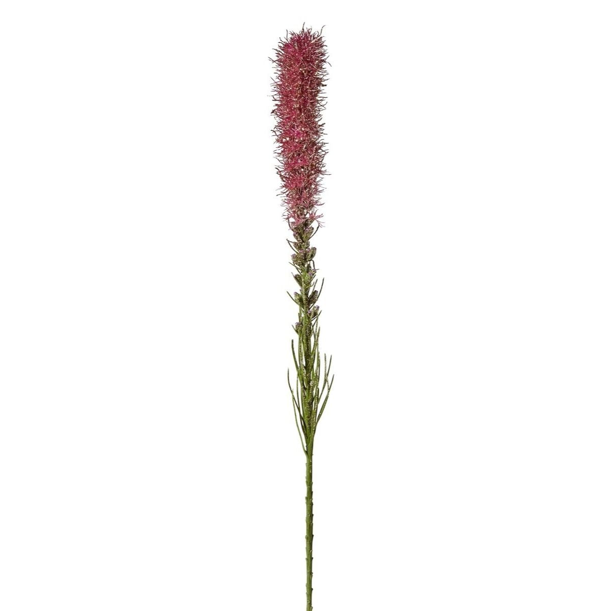 Tallo de Liatris