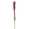 Tallo moteado de Liatris