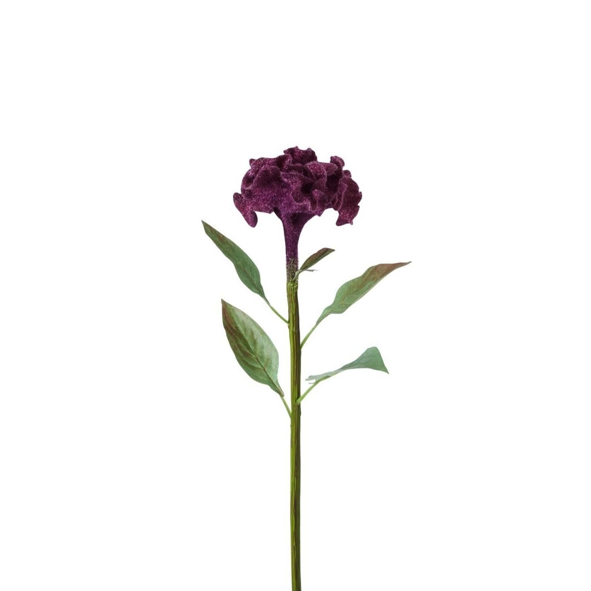 Tallo de celosia