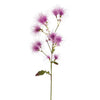 Tige de Cotinus