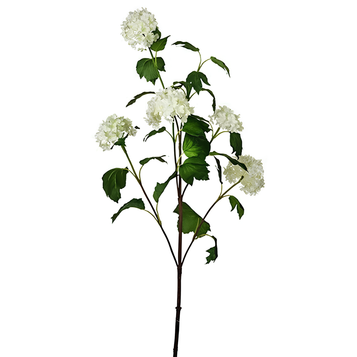 Hortensia Bolas de Nieve tallo 5 cabezas