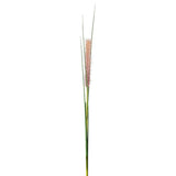 Grass Stem