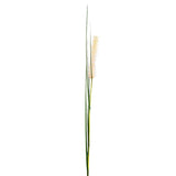 Grass Stem