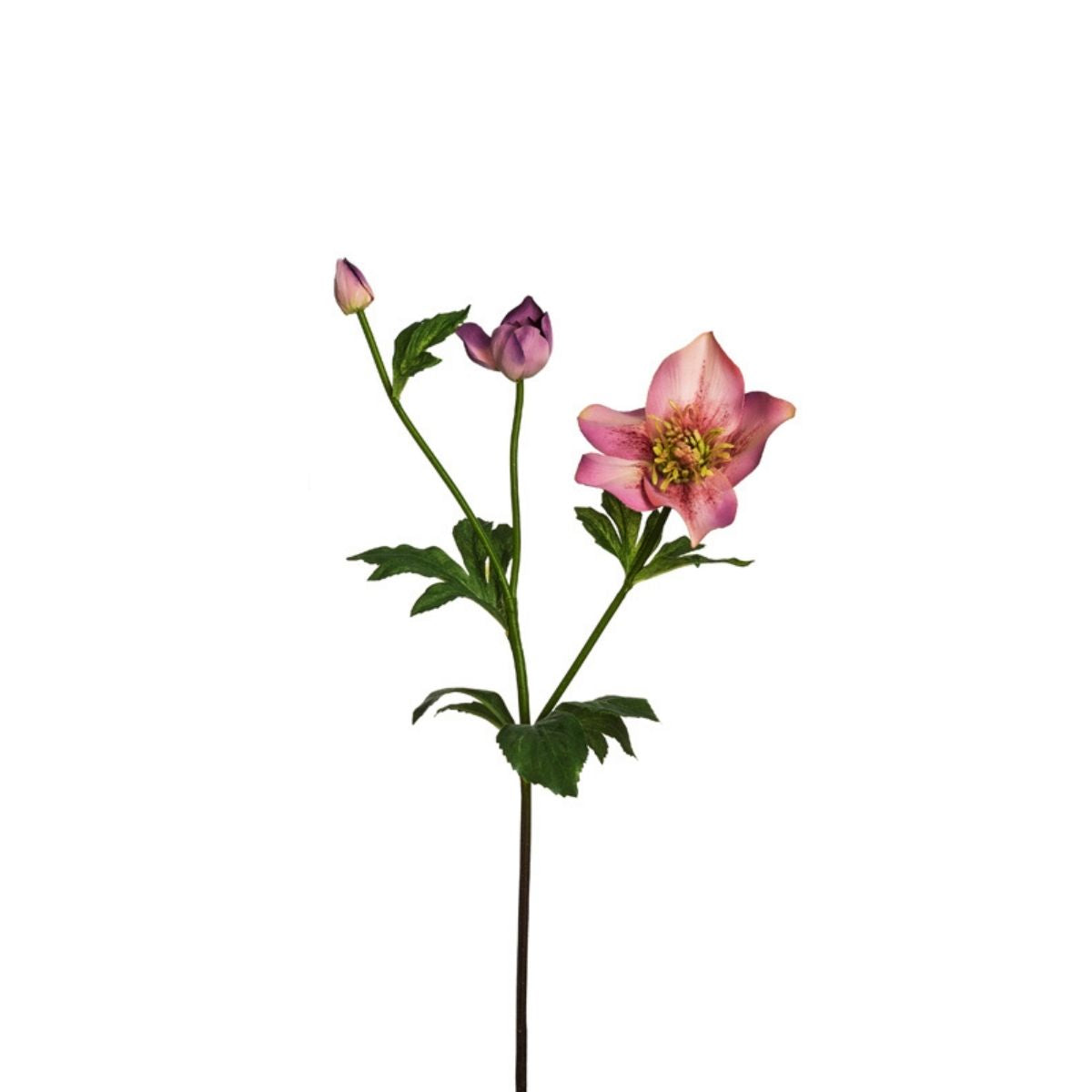 Fusto di Helleborus Niger