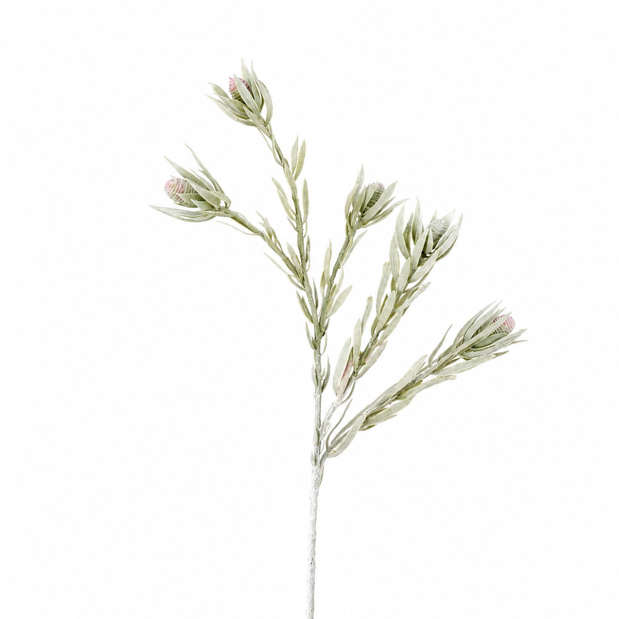 Fogliame di protea con frutti