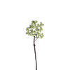 Branche de Baies
