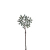 Branche de Baies