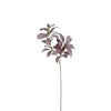 Lamb's Ear Foliage