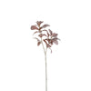 Lamb's Ear Foliage