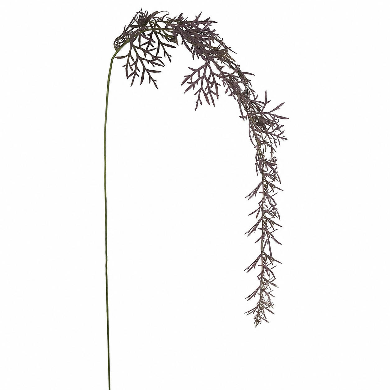 Erba cadente del fogliame