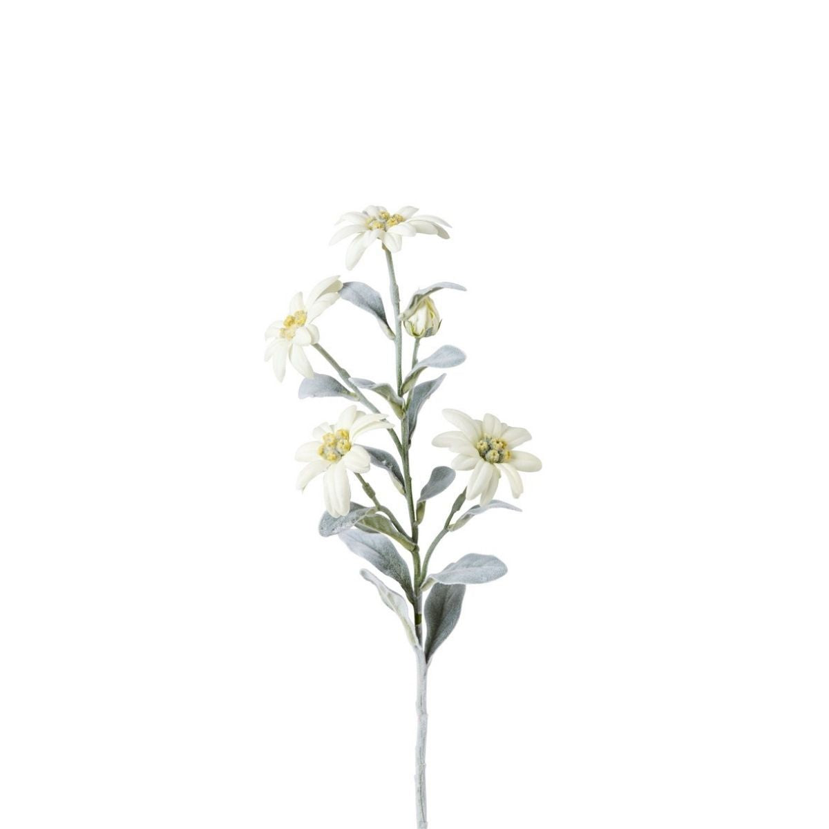 Tallo de Edelweiss