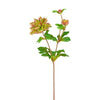 Fusto di Helleborus Niger con gemma
