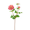 Fusto di Helleborus Niger con gemma