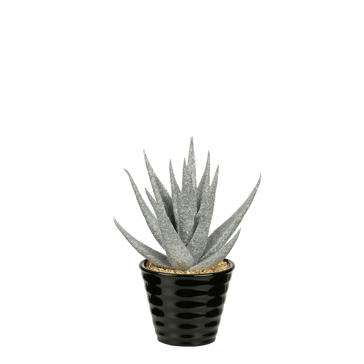 Succulente Haworthia pailletée en pot