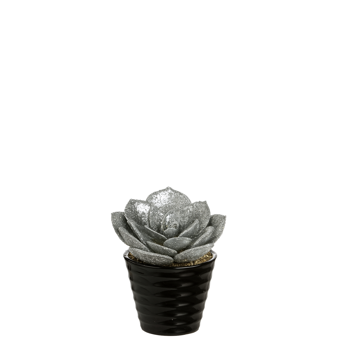 Succulenta Echeveria glitterata in vaso