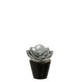 Glittering Echeveria succulent in pot