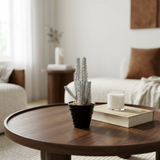 Suculenta Senecio reluciente en maceta