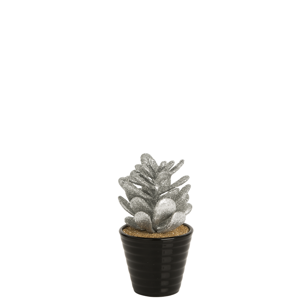 Succulente Crassula pailletée en pot