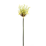 Allium Spider Stem