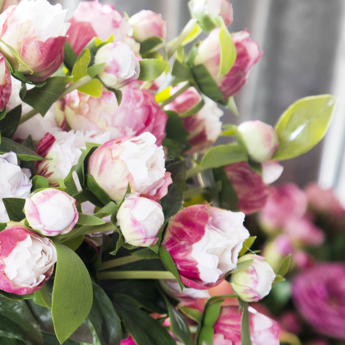 Tige de Pivoine fermée avec deux bourgeons
