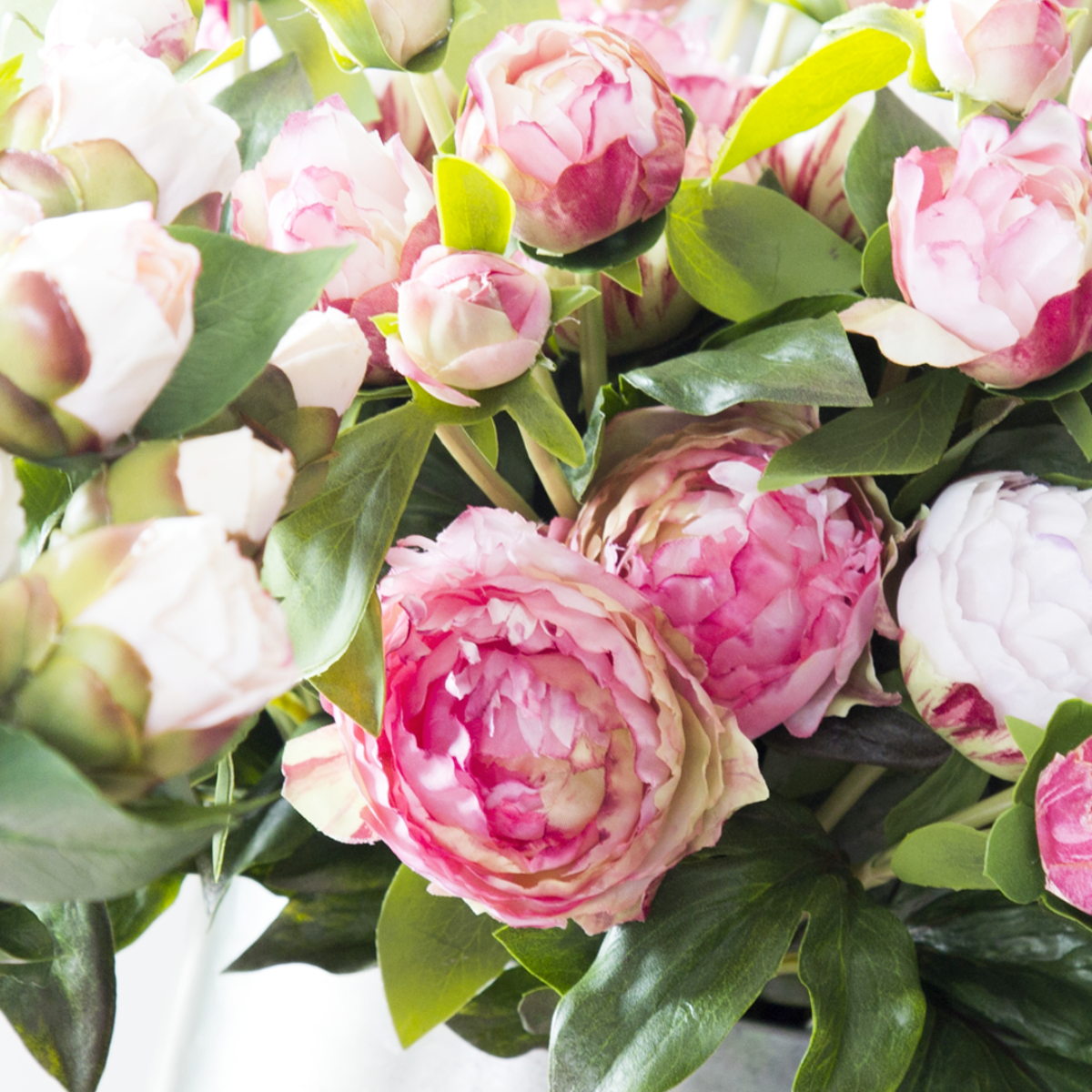 Tige de Pivoine fermée avec deux bourgeons