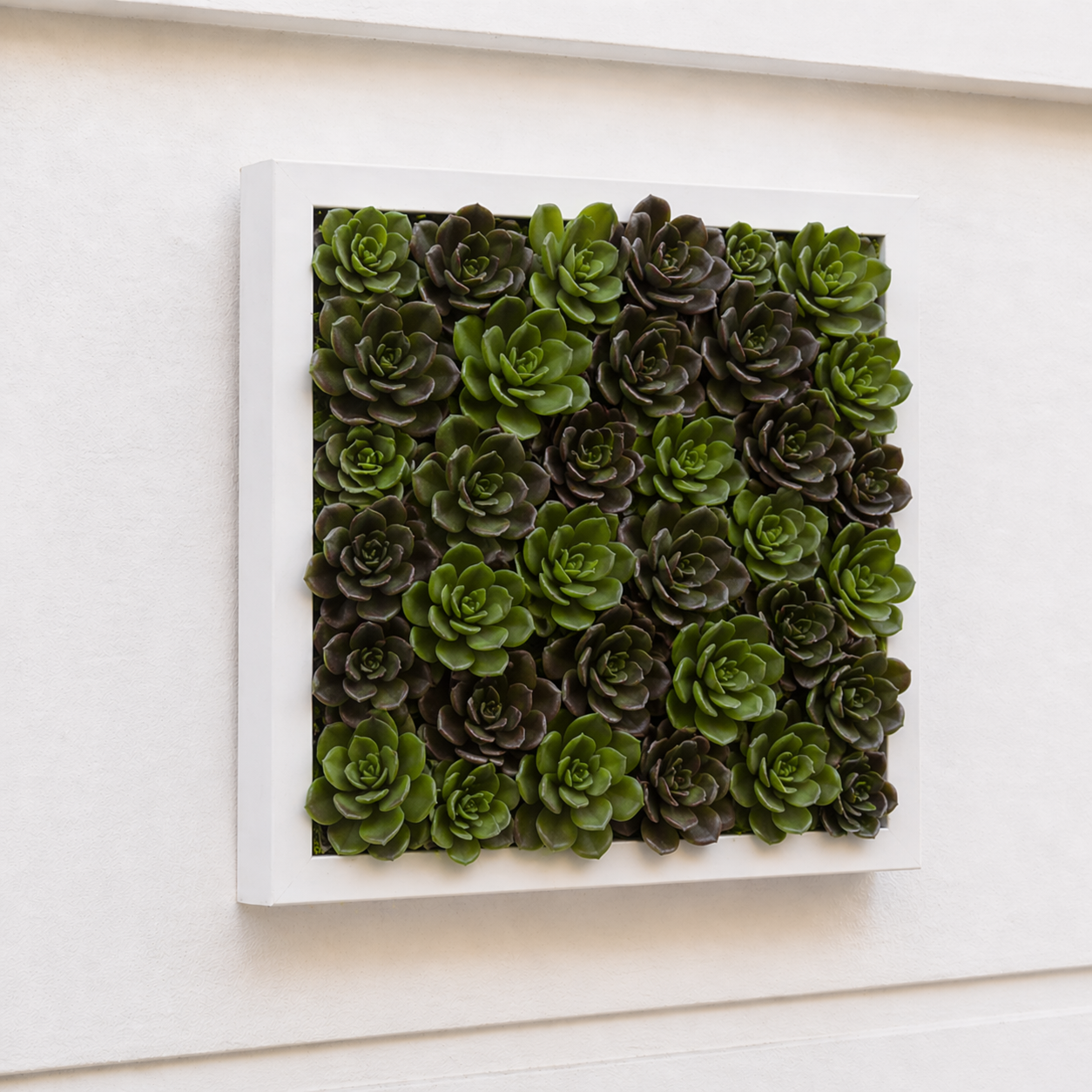 Echeveria succulent foliage
